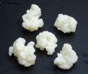 Kefir Grains 2